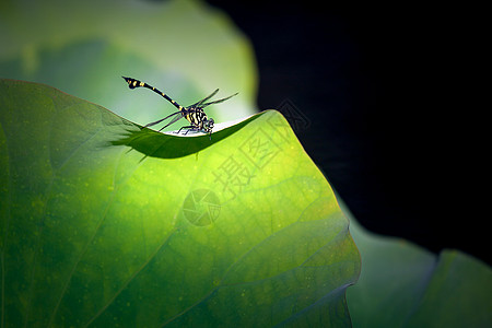 一只蜻蜓背景图片