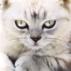 银虎斑猫的凝视图片