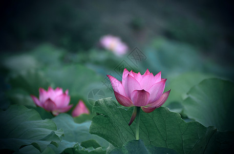 夏荷背景图片