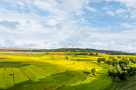 灿烂油菜花海乡村旅游背景图片