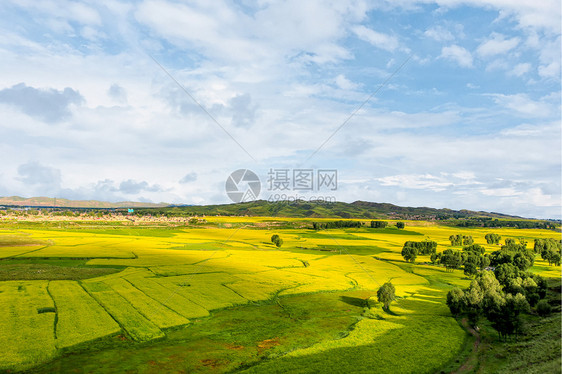 灿烂油菜花海乡村旅游图片