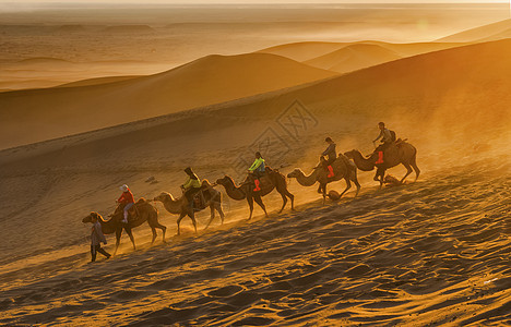 沙漠中行进的骆驼队伍背景图片