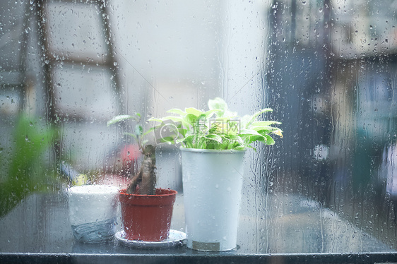 雨景里的绿植静物图片