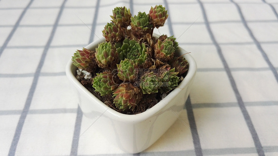 草莓卷娟多肉植物