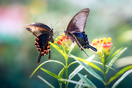 花丛中的两只蝴蝶图片