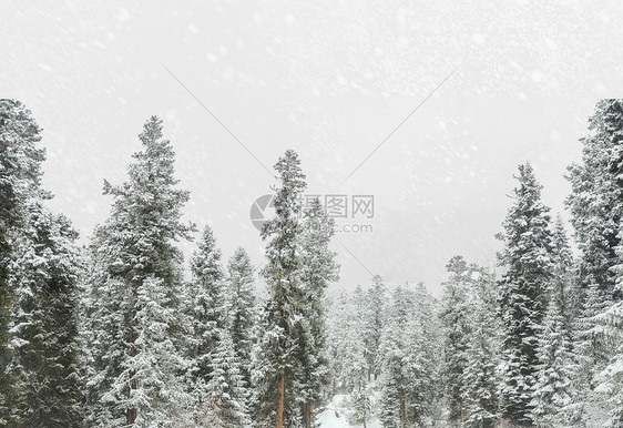 雪鹿风景图片