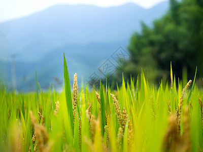 麦穗背景图片