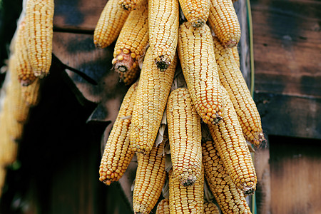 干玉米晾晒的玉米背景