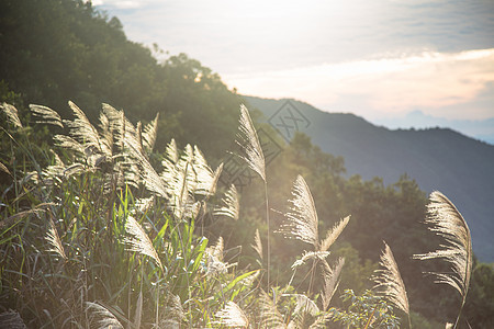 清晨的狗尾巴草和花花草草图片