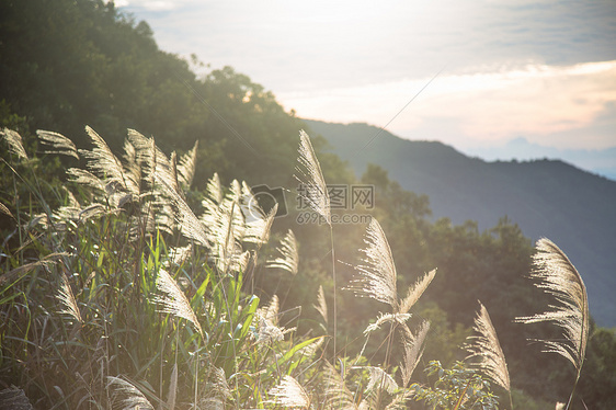 清晨的狗尾巴草和花花草草图片