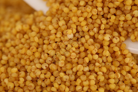 青稞小米粥小米背景