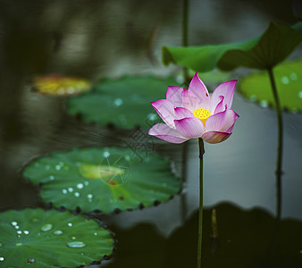 雨后荷花羞答答图片