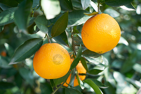 橙柚橙子背景