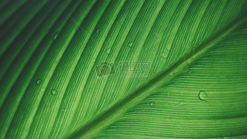 雨后清新树叶水滴纹理特写背景图片