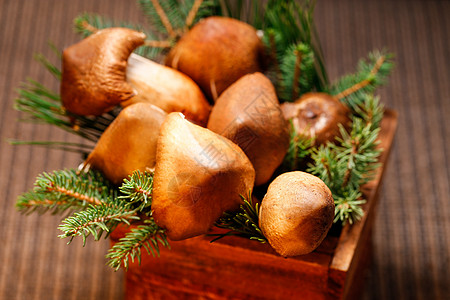 绿植盆景里的蘑菇图片