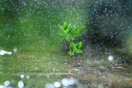 地球上的小树露雨绿色环保设计图片