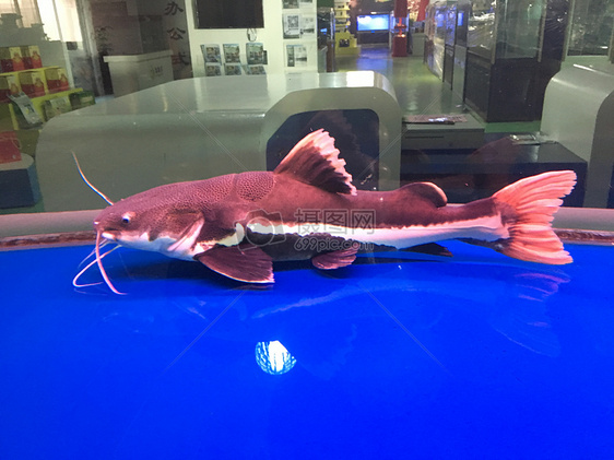 水族馆里的大鱼图片