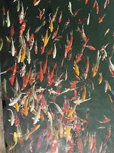 水族馆鲤鱼背景图片