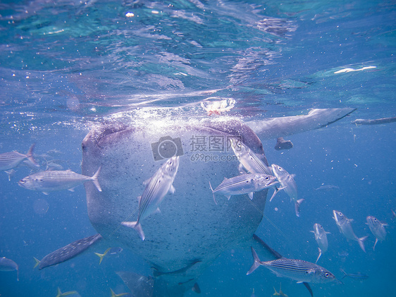 潜水海洋图片