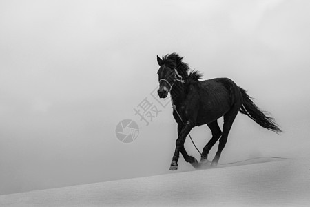 青海湖沙岛飞驰的马图片