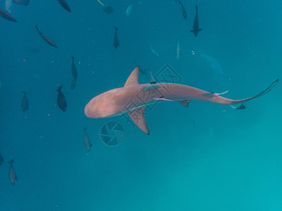 浮潜鲨鱼蓝色黑鳍鲨高清图片
