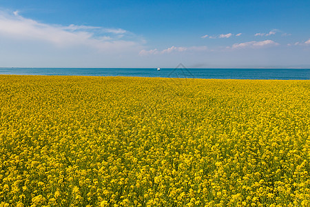 青海湖油菜花图片