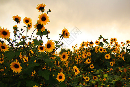 花葵照片 花葵背景 花葵摄影图片下载 摄图网