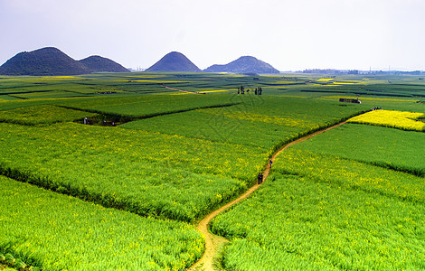 罗平油菜花图片