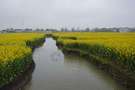 油菜花图片