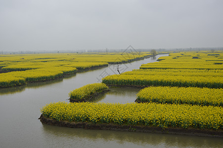 油菜花图片