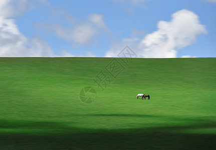 草原上的马背景图片