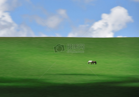 草原上的马图片