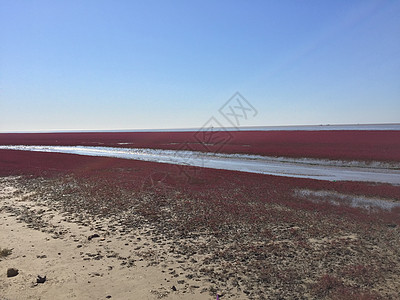 红海滩红色红海藻高清图片