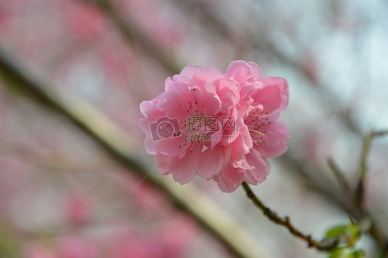 樱花图片