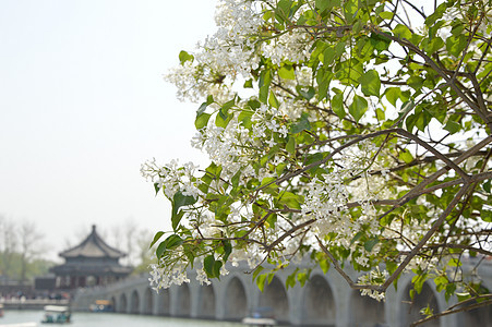 植物图片