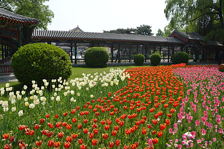 植物草从花丛郁金香背景