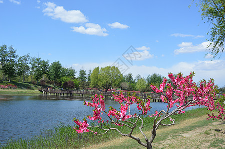 水与花植物背景