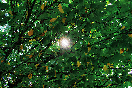 树叶剪影星芒背景图片