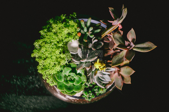 多肉植物盆景图片