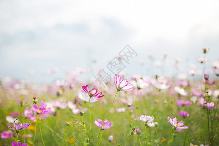 粉色炫彩一片花海背景