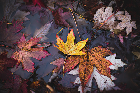 枫叶水枫树林里秋天的落叶背景