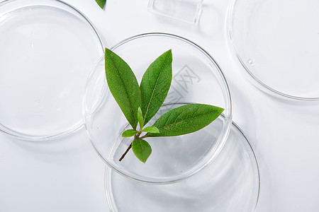 植物水绿植静物玻璃器皿背景