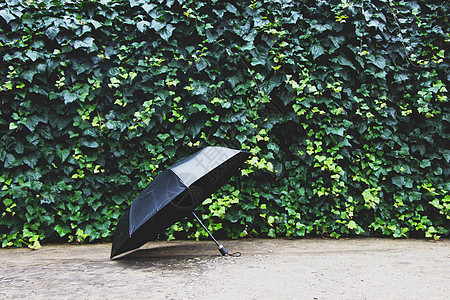 一把黑伞树墙黑雨伞高清图片