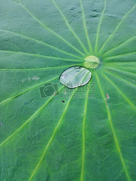 荷叶上的水珠图片