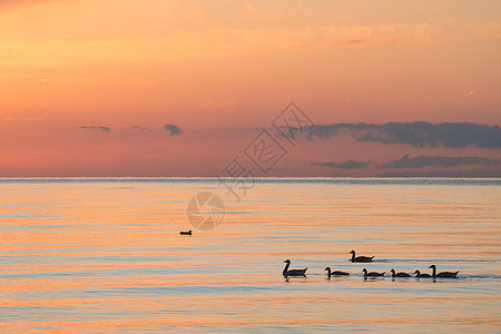 抚养青海湖里的家庭背景