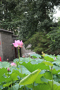 留得残荷听雨声背景图片