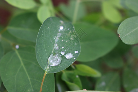 雨露图片