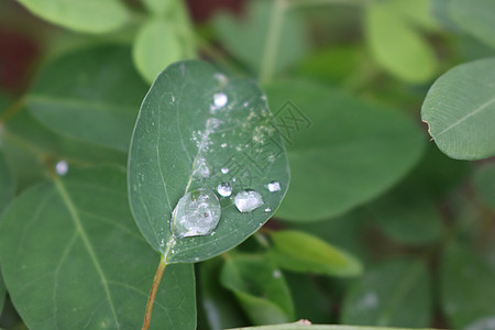 雨露背景图片