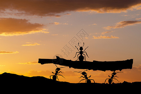 抬树的蚂蚁剪影背景图片