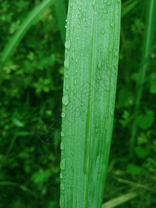 露水背景图片